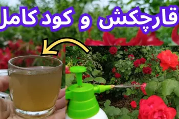 باورکردنی نیست اما این دارو درخت خشک را زنده کرد!