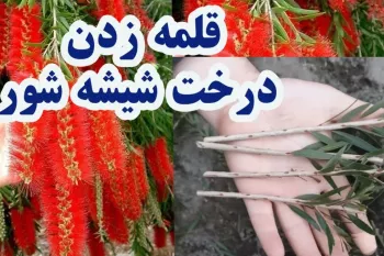 راز و رمز نگهداری گل شیشه شور+ تکثیر/ قلمه زدن و تکثیر گل شیشه شور !