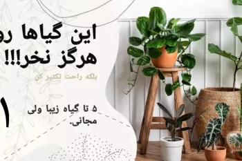 این گیاه ها رو هرگز نخر! / ۵ تا گیاه زیبا ولی مجانی !