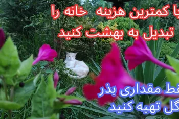 روش صحیح کاشتن بذر گل / ارزانترین روش برای تبدیل کردن خانه به بهشت کوچک!