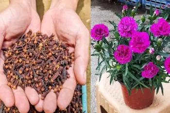 دارو گیاهی میخک رو بکاریم گل میخک سبز میشه؟!