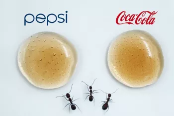 پپسی یا کوکاکولا، مورچه ها کدام یک را بیشتر دوست دارند؟!