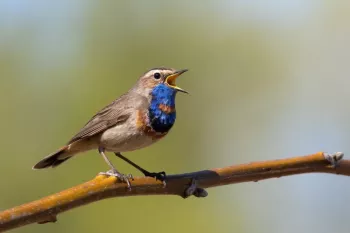 پرندگان آواز خواندن را چگونه یاد می‌گیرند؟