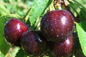 معجزه ای به نام گیلاس