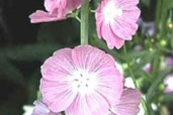 نوعی خطمی