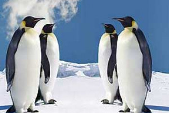 چرا پای پنگوئن ها در سرما یخ نمی زند؟ 