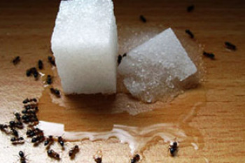 دوازده راه مبارزه با مورچه ها در خانه