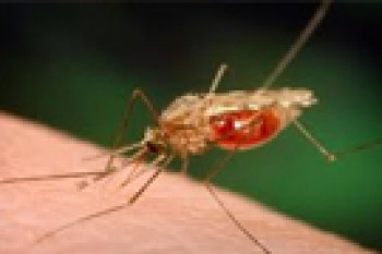 کشف داروی معالج مالاریا از پوست درختی به نام گنه گنه (1820م)