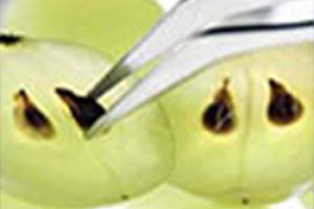 عصاره هسته انگور برای درمان سرطان پروستات