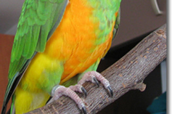 طوطی آفریقایی سنگال-African senegal parrot