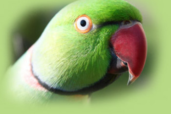 پاراکیت طوق دار هندی یا ملنگو-indian ringneck parakeet