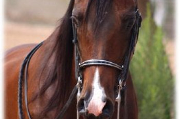 معرفی کامل نژاد اسب عرب 