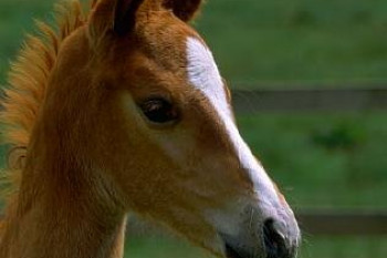 معرفی انواع نژاد اسب- اسب کوارتر