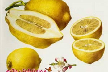 بالنگ و آشنایی با خواص بالنگ