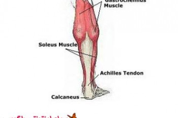 تقویت عضلات ساق پا با ۵ تمرین