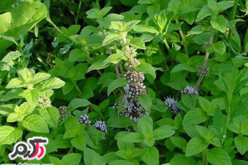 از خواص پونه خوشبو چه میدانید ؟