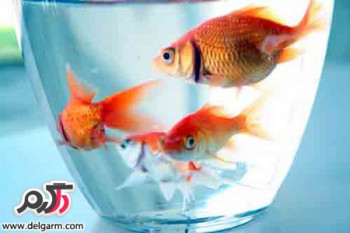 راهنمای مواظبت از ماهی قرمز عید