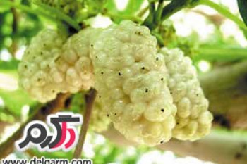 توت سفید و خواص و فواید توت سفید