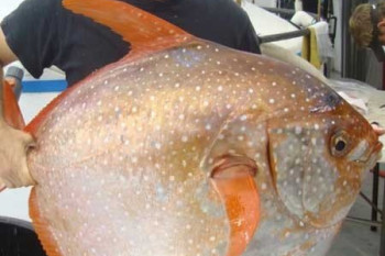 کشف اولین گونه ماهی‌های خونگرم در جهان