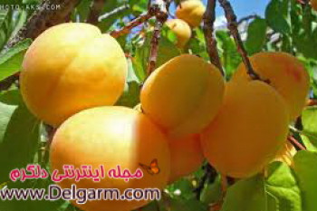 خواص میوه زردآلو