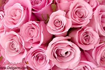گل رز صورتی بسیار زیبا و جذاب