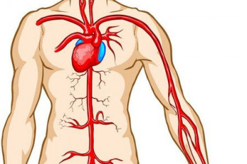 گردش خون در بدن و توصيه هاي مهم راجب آن