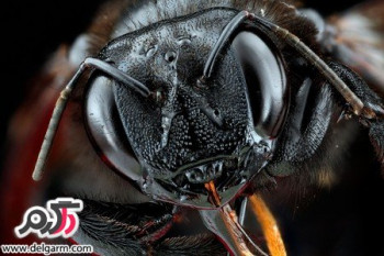 تصاویری از چهره حشرات‎ از نمای نزدیک