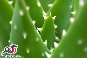 از خواص گیاهی آلوئه ورا چه می دانید