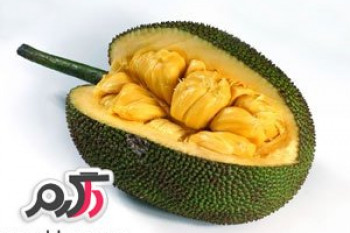 ميوه هاي جالب اينبار  Jackfruit جاک فروت یا جاکویرا