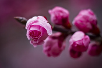 تصاویری زیبا از گل های زیبا سری 21