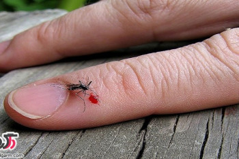چگونه دردهای نیش حشرات را کاهش دهیم