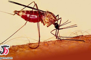 درمان مالاریا