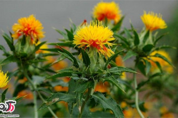 خواص بی نظیر و معجزه آسا گیاه دارویی گلرنگ( کاجیره یا کاغاله)