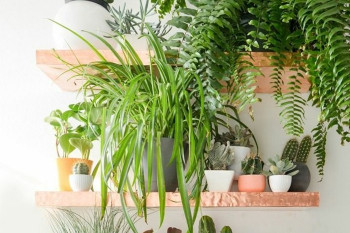 دکوراسیون منزل با گیاهان زینتی