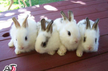چگونه مراقب خرگوشمان در منزل باشیم؟!