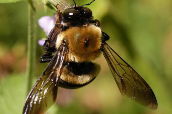 علت و درمان بیماری های زنبور عسل
