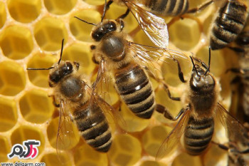 علائم؛پیشگیری و درمان یبوست در زنبور عسل
