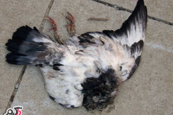 درمان سریع نیوکاسل (نیوکسل) در کبوتر