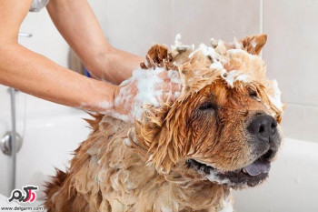 آموزش حمام كردن سگ ها و بچه سگ ها