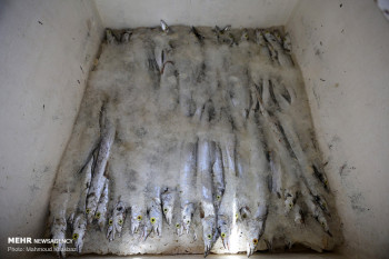 کشف ۲ تن ماهی از لنج های صید غیر مجاز در کیش