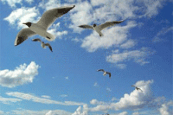 آیا می دانستید پرندگان مهاجر چگونه مسیریابی می کنند؟ 