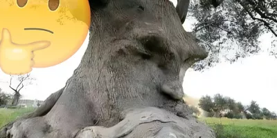 به درختی که داره فکر میکنه چی میگن ؟!