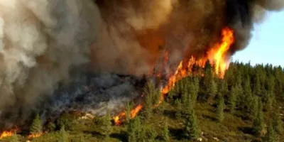 علت آتش سوزی جنگل