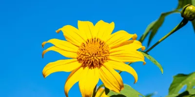 روش کاشت بذر گل آفتاب گردان مکزیکی در باغچه و گلدان