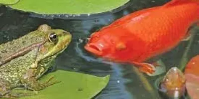 داستان کوتاه کودکانه ماهی قرمز و قورباغه + دانلود قصه صوتی