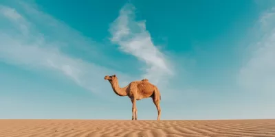 20 گیف شتر حیوان بامزه و عجیب و غریب