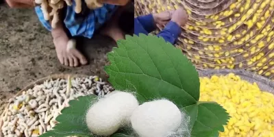 ابریشم اینگونه درست می شود !