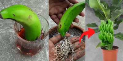 نحوه ی کاشت درخت موز با یک موز!