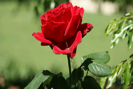 معنی رنگ های گل رز