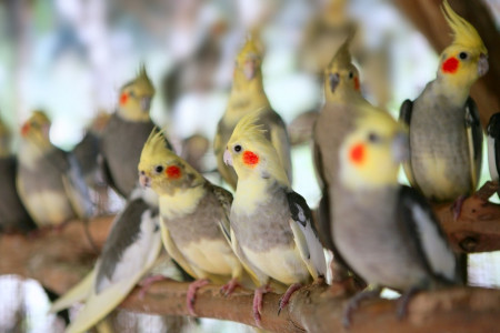 همه چیز درباره ی عروس هلندی